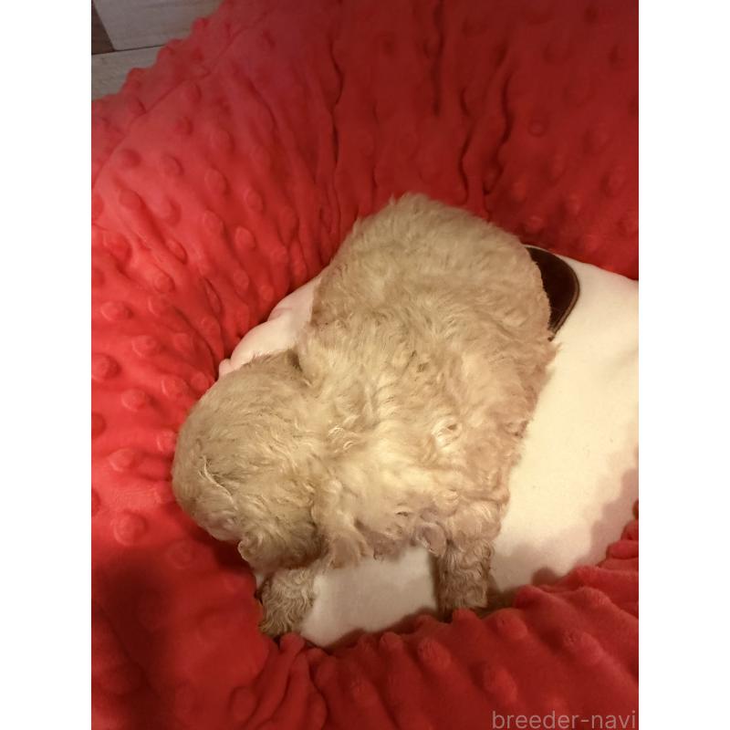 販売中の佐賀県のトイプードル-450339の2枚目