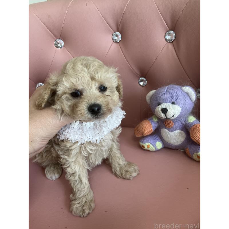 販売中の宮城県のタイニープードル-450340の2枚目