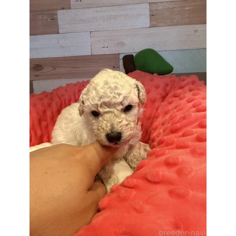 販売中の佐賀県のトイプードル-450341の2枚目