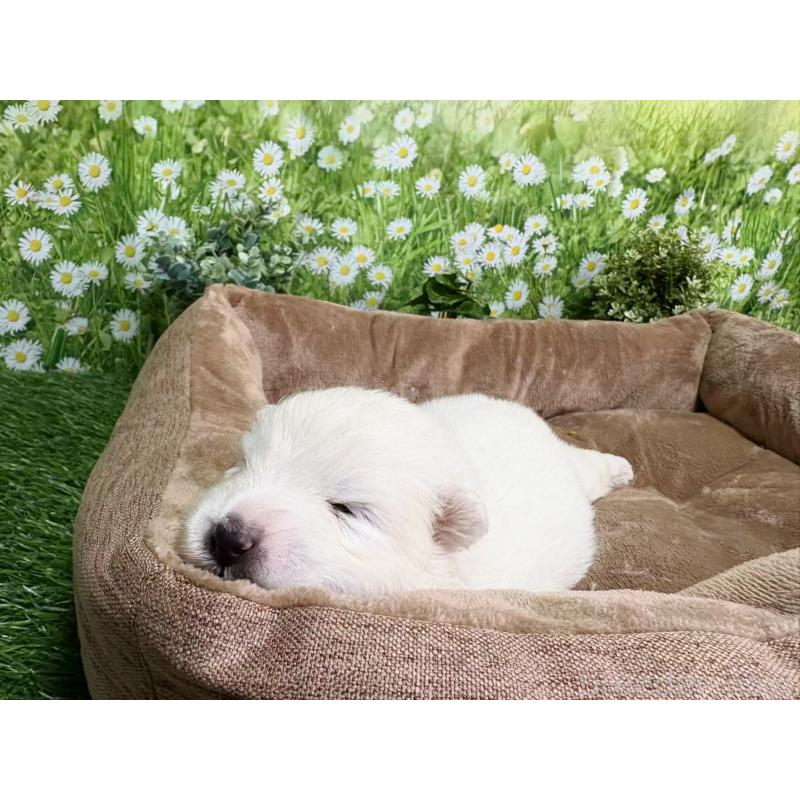 販売中の東京都のサモエド-450342の7枚目