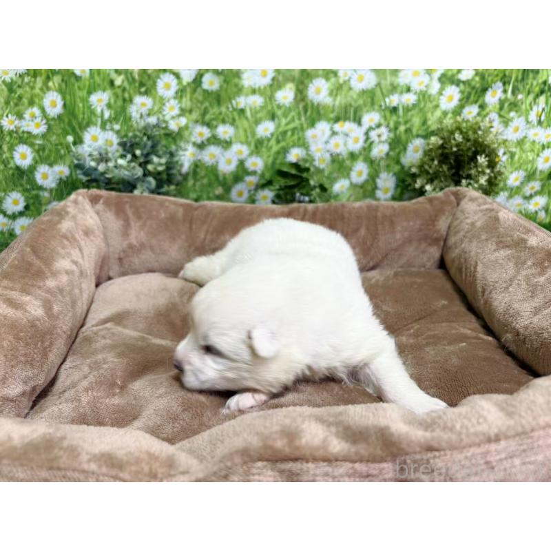 販売中の東京都のサモエド-450342の6枚目