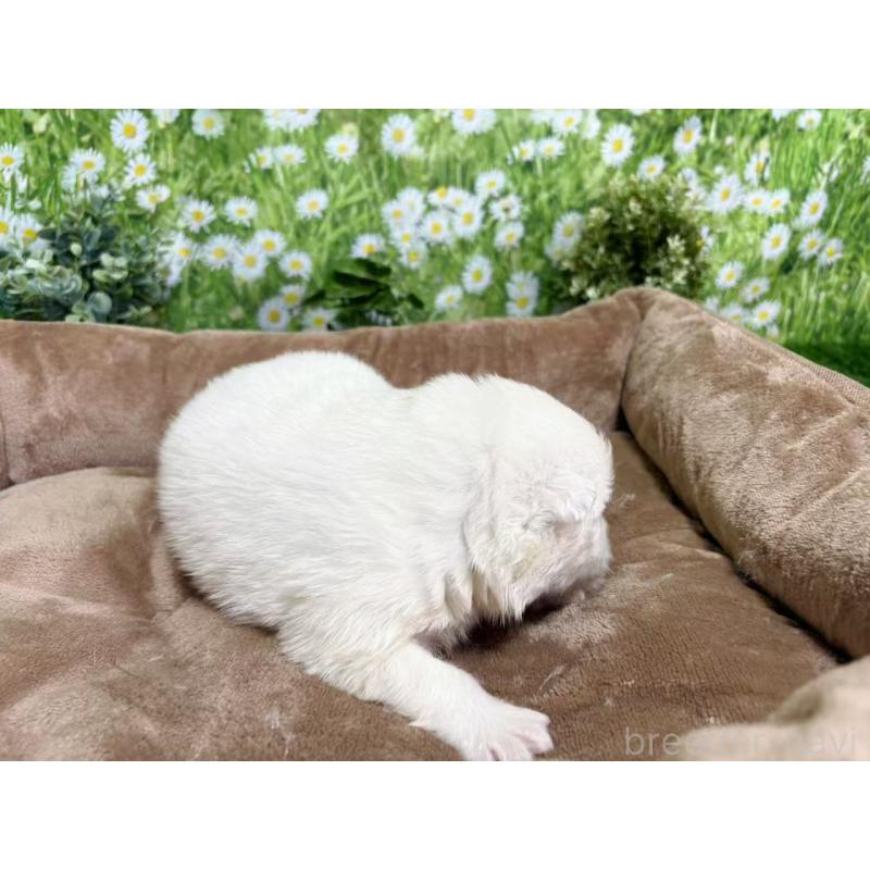 販売中の東京都のサモエド-450342の5枚目