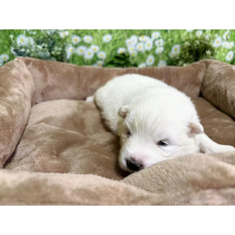 販売中の東京都のサモエド-450342の4枚目