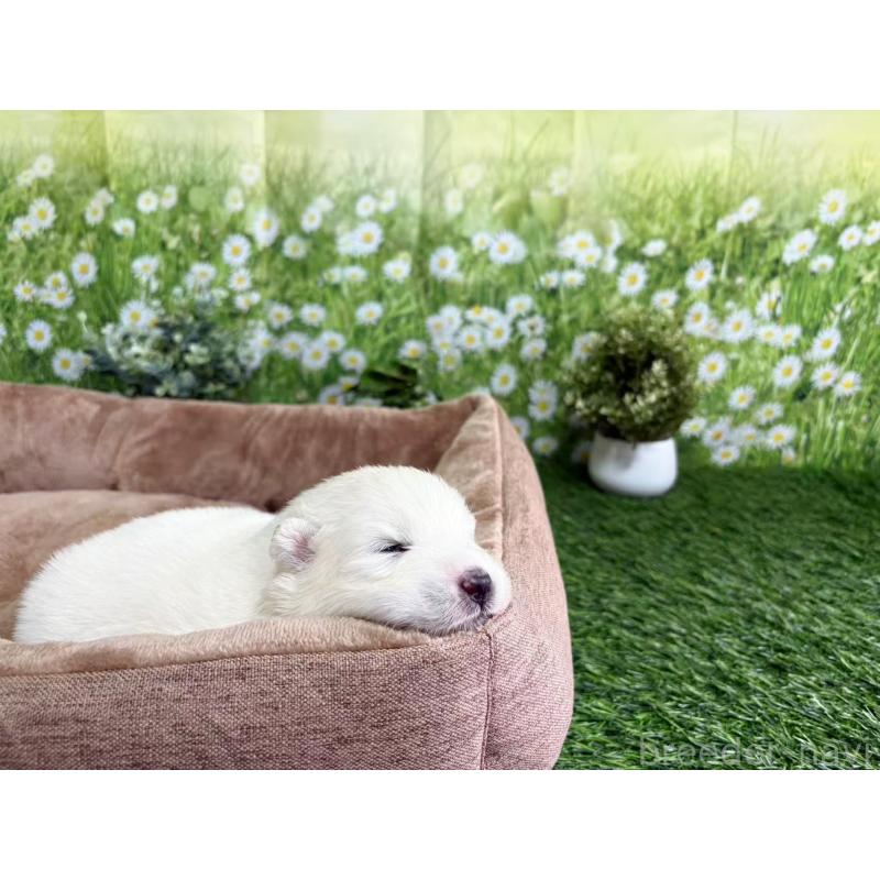 販売中の東京都のサモエド-450342の3枚目