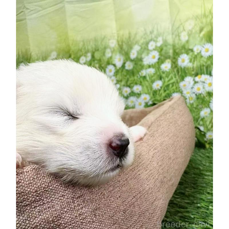 販売中の東京都のサモエド-450342の2枚目