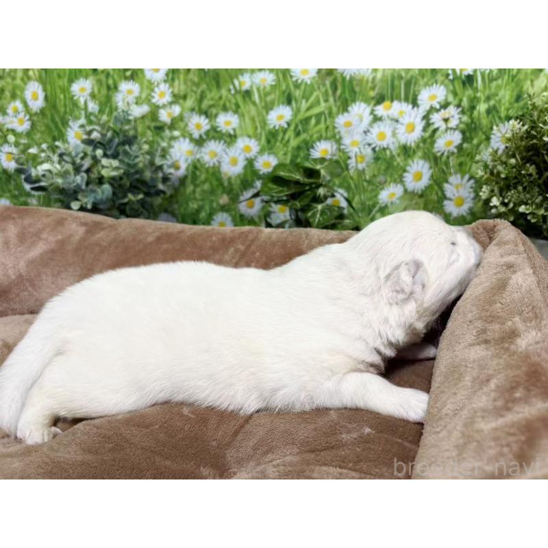 販売中の東京都のサモエド-450343の6枚目