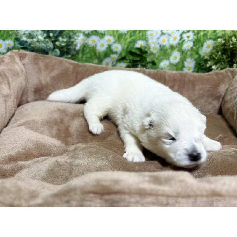 販売中の東京都のサモエド-450343の5枚目