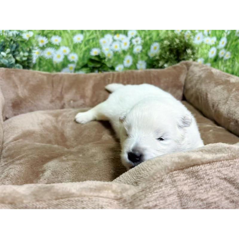 販売中の東京都のサモエド-450343の4枚目