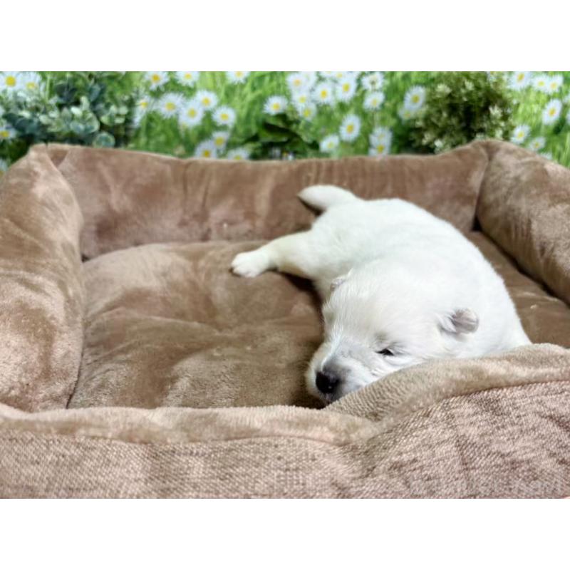 販売中の東京都のサモエド-450343の3枚目