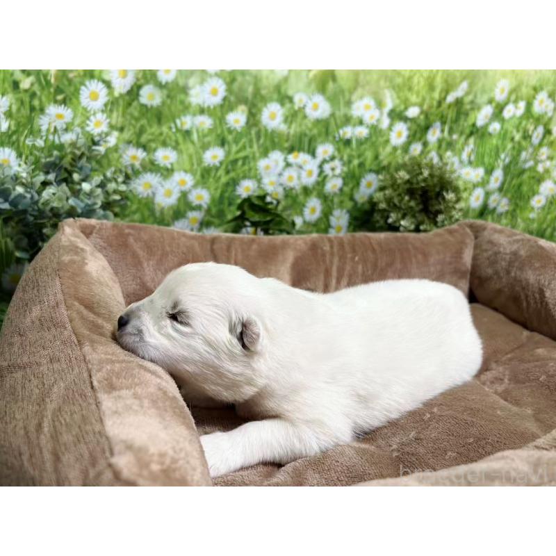 販売中の東京都のサモエド-450343の2枚目