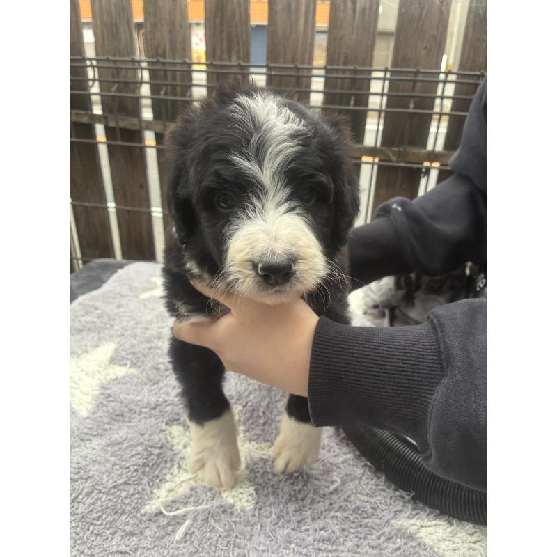 販売中の滋賀県のバーニードゥードル:バーニーズ×スタンダードプードル-443664