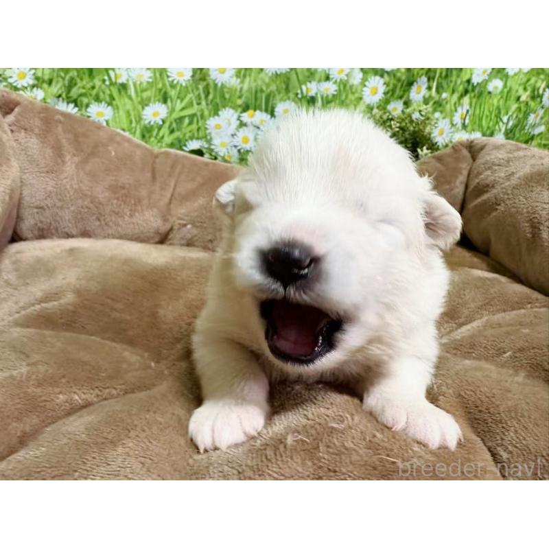 販売中の東京都のサモエド-450344の7枚目