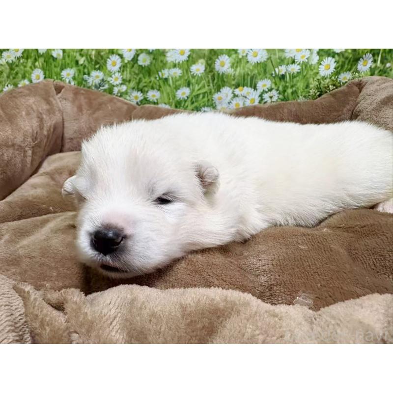 販売中の東京都のサモエド-450344の5枚目