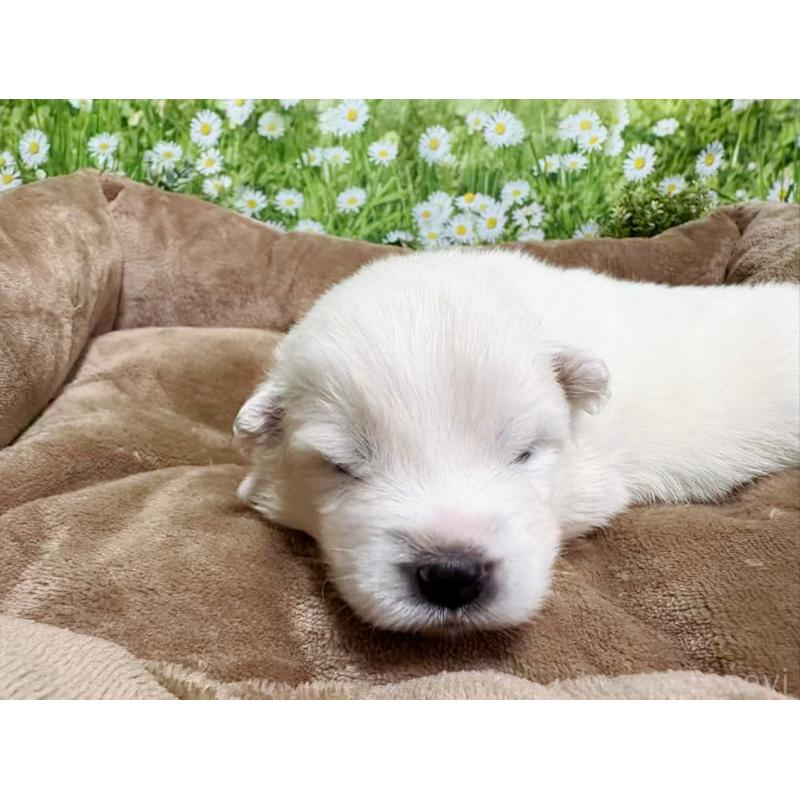 販売中の東京都のサモエド-450344の4枚目