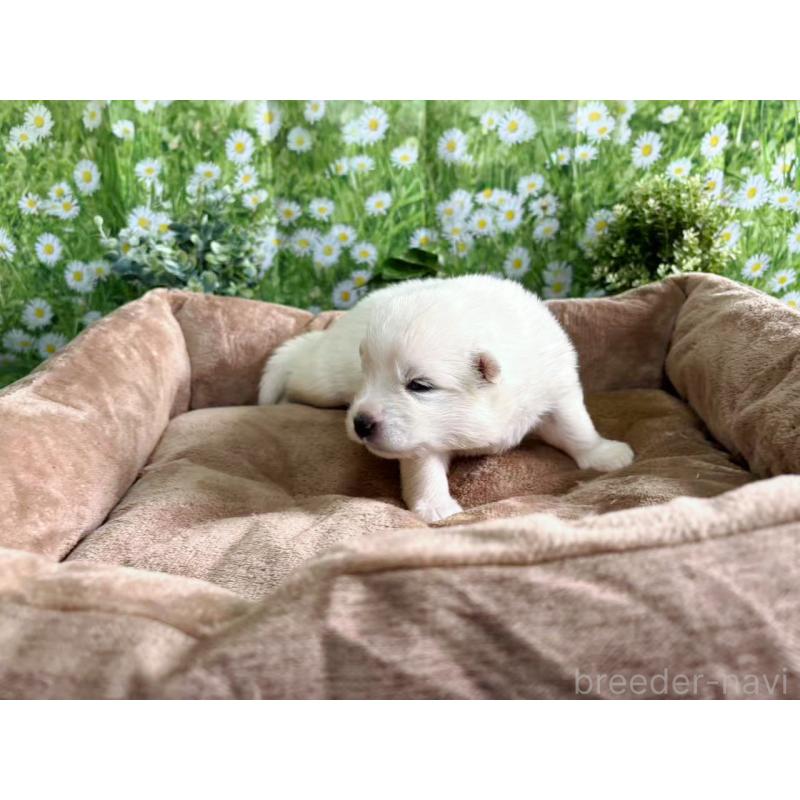 販売中の東京都のサモエド-450344の2枚目