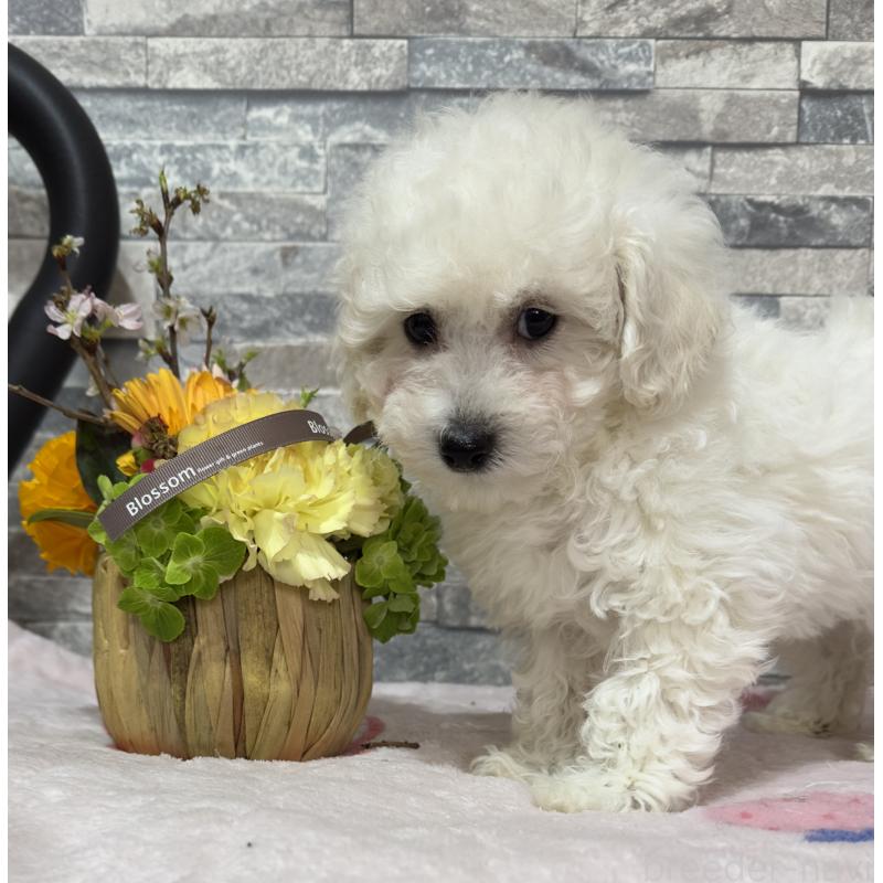 販売中の兵庫県のビションプー:ビションフリーゼ×トイプードル-450346の5枚目