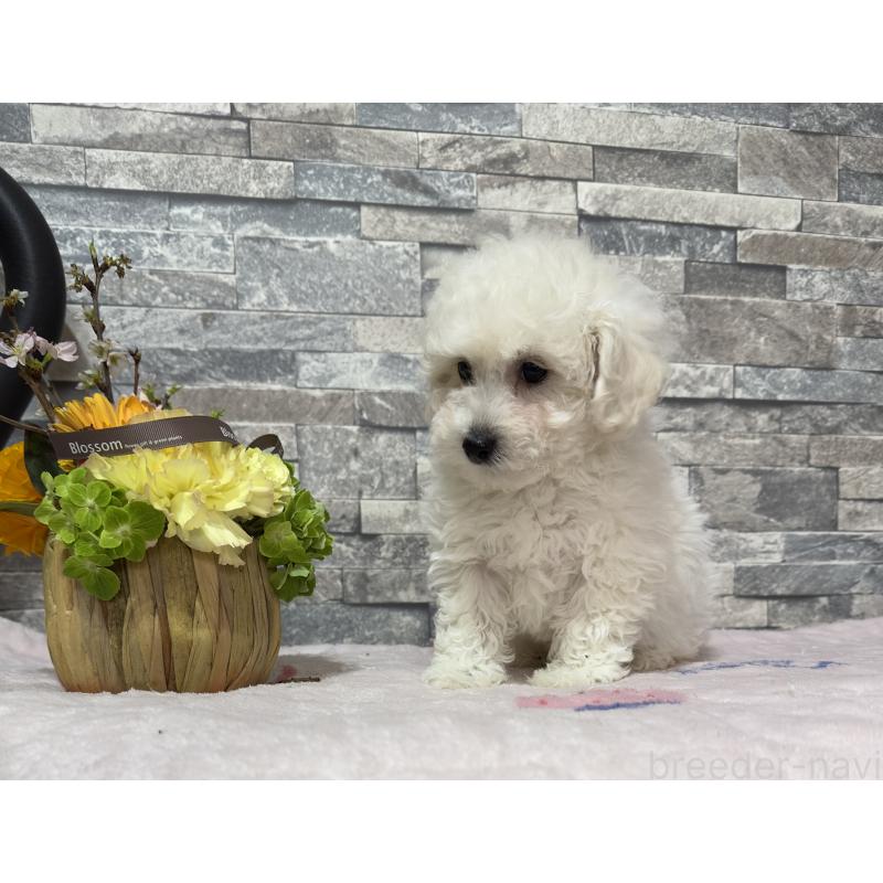 販売中の兵庫県のビションプー:ビションフリーゼ×トイプードル-450346の4枚目