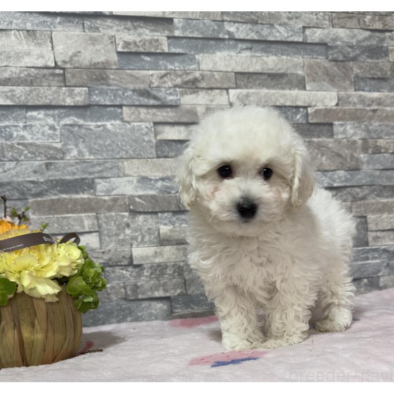 販売中の兵庫県のビションプー:ビションフリーゼ×トイプードル-450346の1枚目