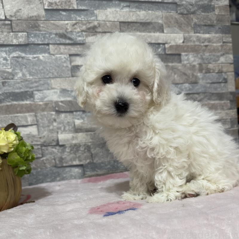 販売中の兵庫県のビションプー:ビションフリーゼ×トイプードル-450346の2枚目