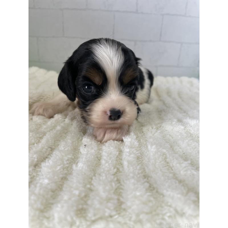 販売中の千葉県のアメリカンコッカースパニエル-450457の2枚目