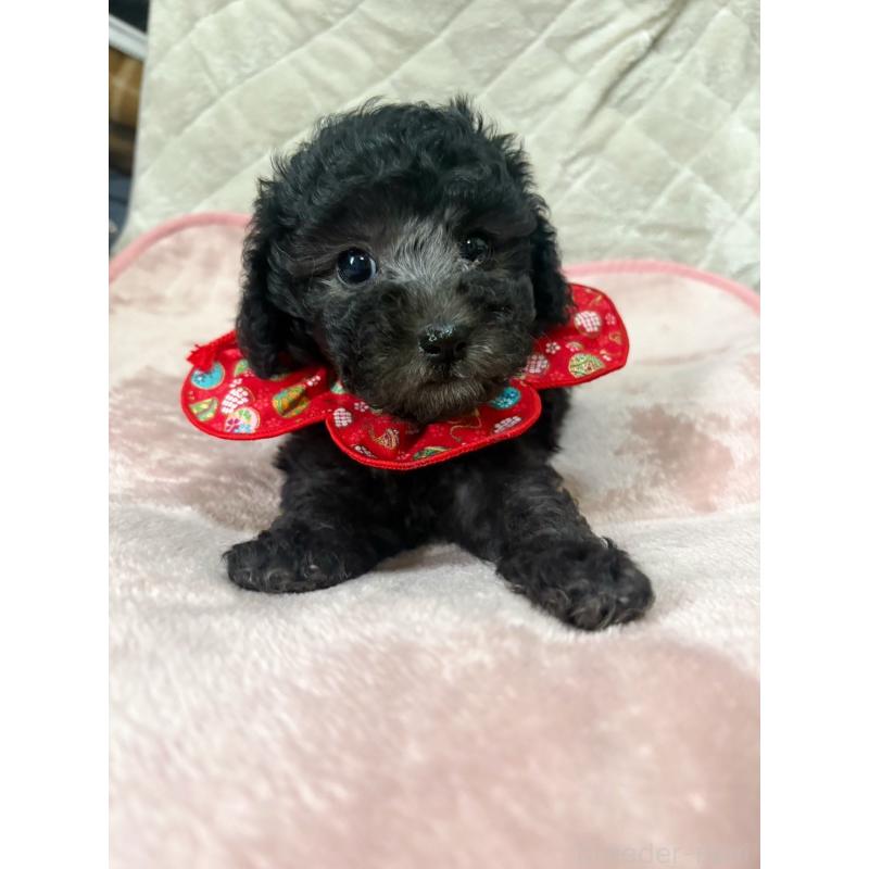 販売中の福岡県のタイニープードル-450347の6枚目