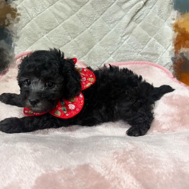 販売中の福岡県のタイニープードル-450347の5枚目