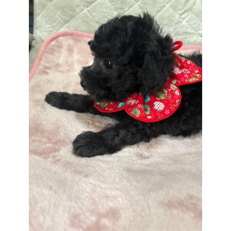 販売中の福岡県のタイニープードル-450347の4枚目