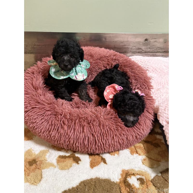 販売中の福岡県のタイニープードル-450347の3枚目