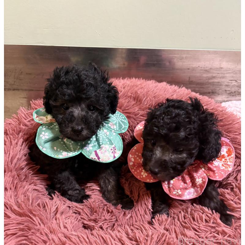 販売中の福岡県のタイニープードル-450347の2枚目