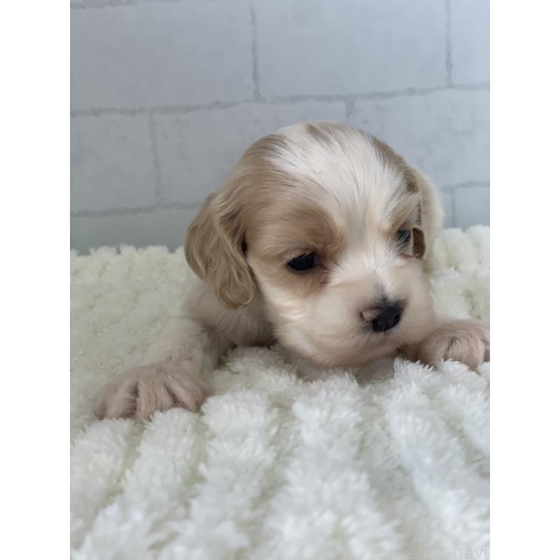 販売中の千葉県のアメリカンコッカースパニエル-450458の2枚目