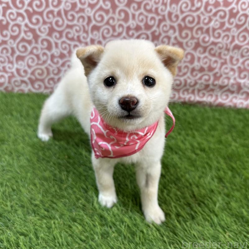 販売中の広島県の豆柴-447946