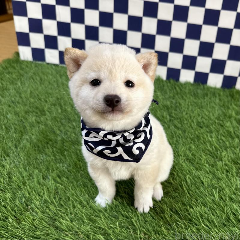 販売中の広島県の豆柴-440611の4枚目