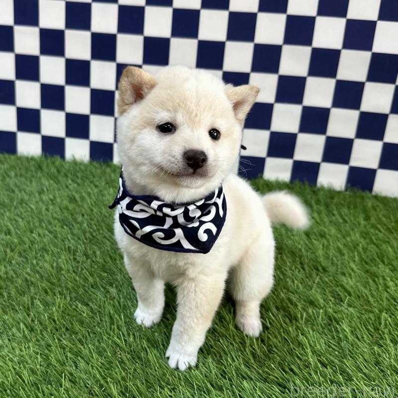 販売中の広島県の豆柴-440611の2枚目