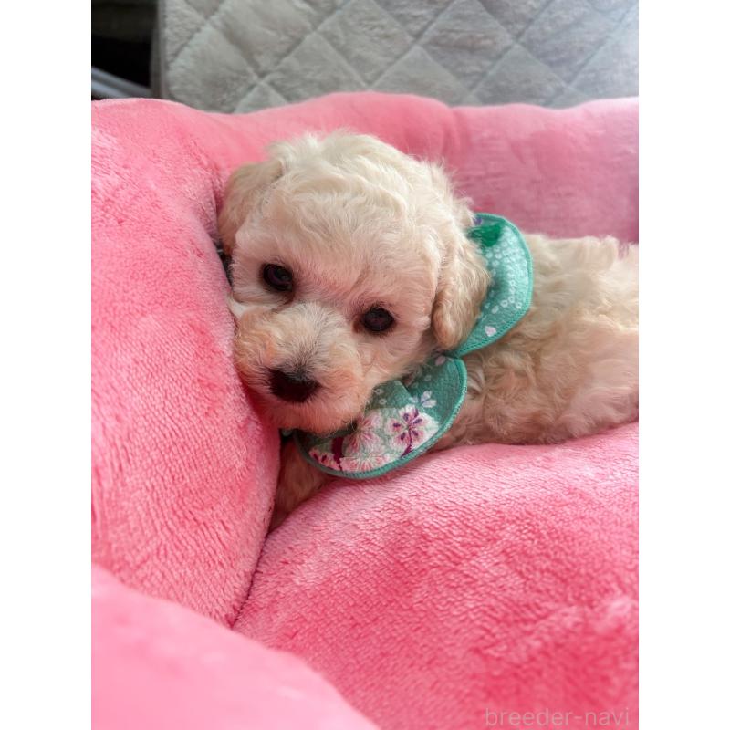 販売中の福岡県のタイニープードル-450348の5枚目