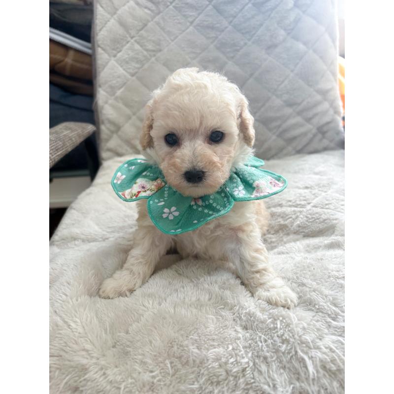 販売中の福岡県のタイニープードル-450348の4枚目