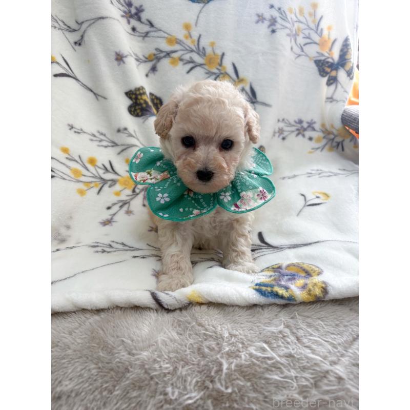 販売中の福岡県のタイニープードル-450348の3枚目