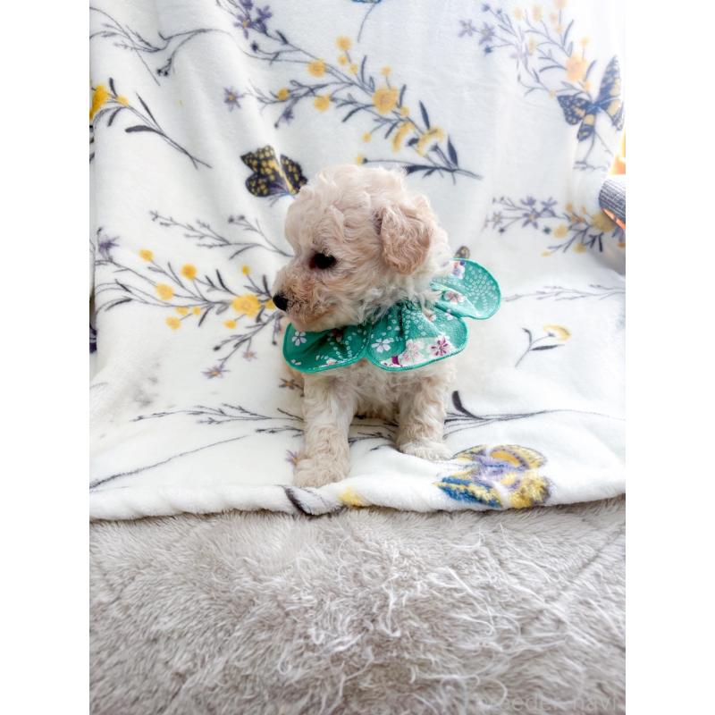 販売中の福岡県のタイニープードル-450348の2枚目