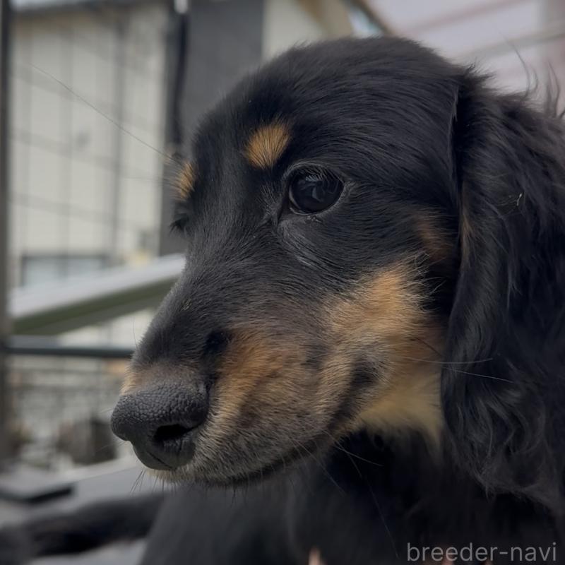 販売中の兵庫県のミニチュアダックスフンド(ロングヘアード)-435901