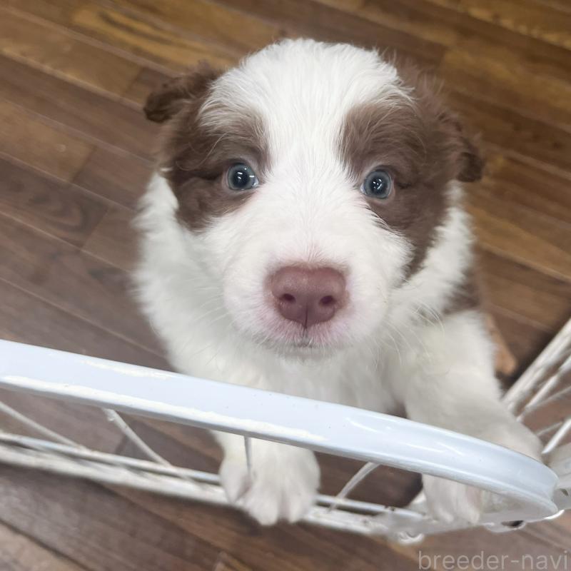 販売中の東京都のボーダーコリー-449091