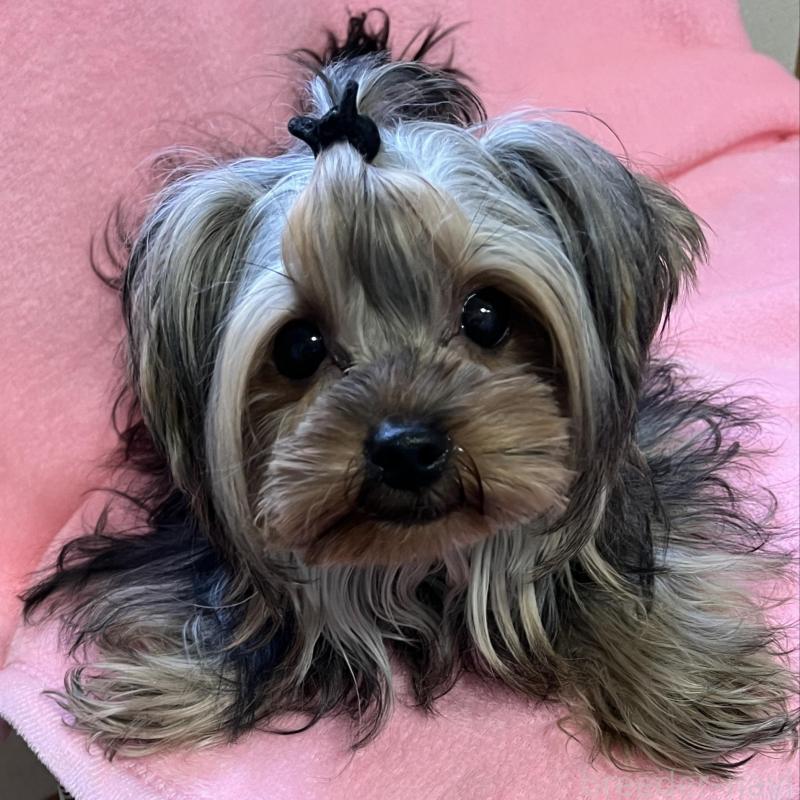 販売中の青森県のヨークシャーテリア-450349の1枚目