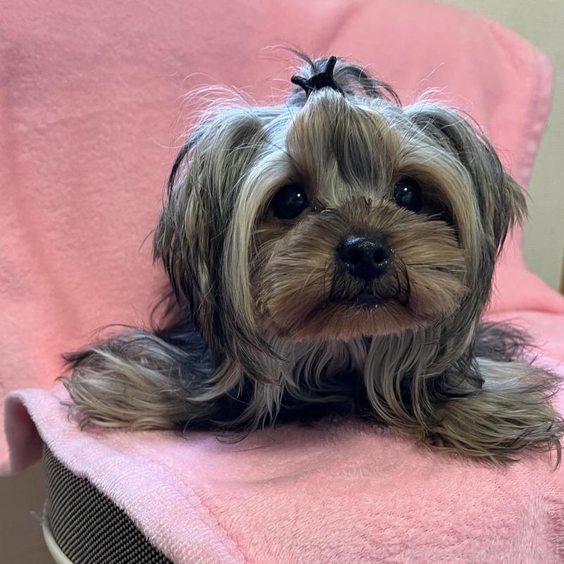 販売中の青森県のヨークシャーテリア-450349の3枚目