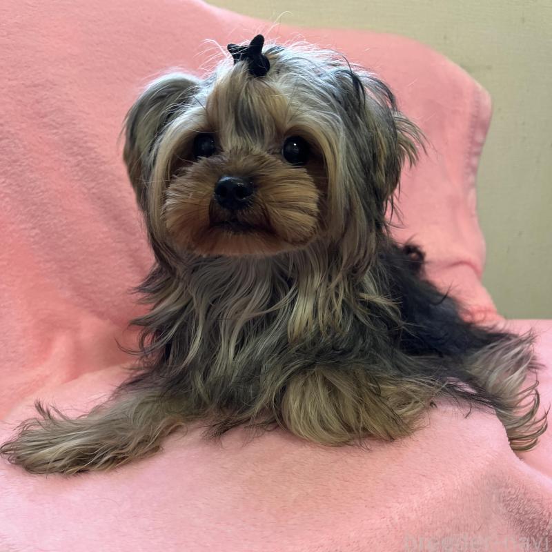 販売中の青森県のヨークシャーテリア-450349の2枚目