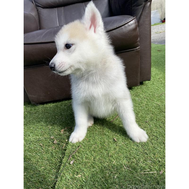 販売中の静岡県のシベリアンハスキー-446005の10枚目