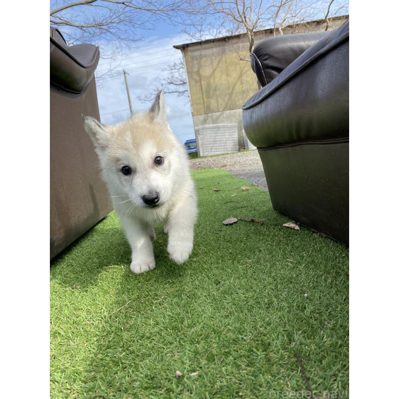 販売中の静岡県のシベリアンハスキー-446005の8枚目