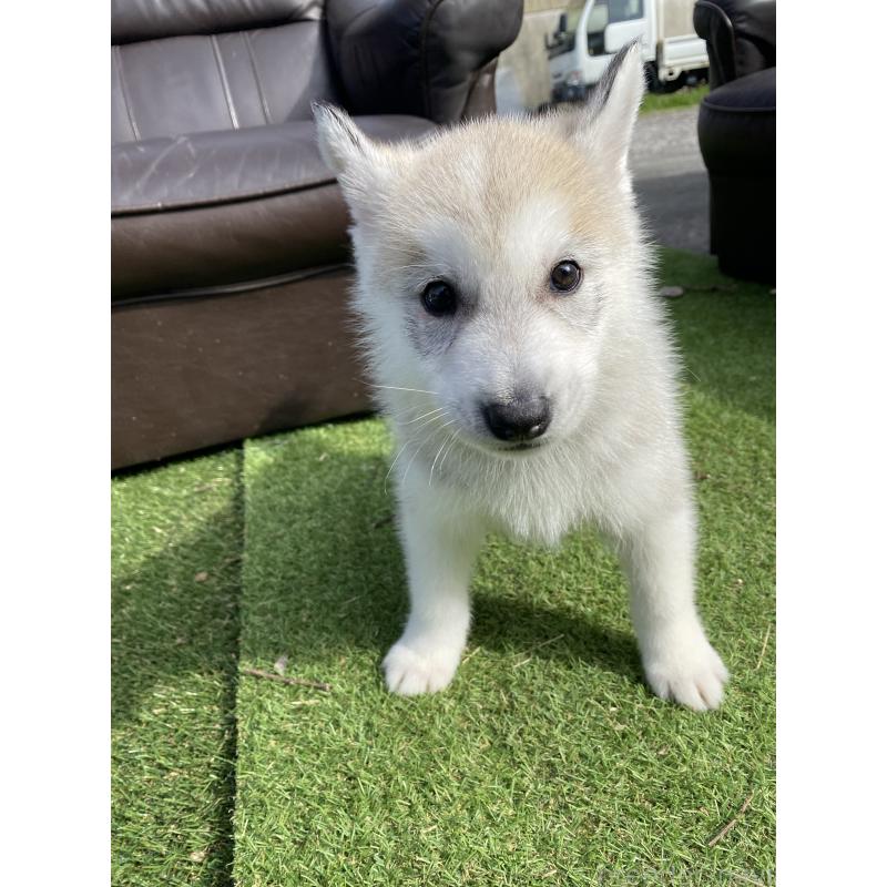 販売中の静岡県のシベリアンハスキー-446005の7枚目