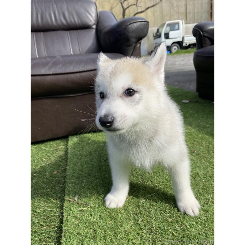 販売中の静岡県のシベリアンハスキー-446005の6枚目