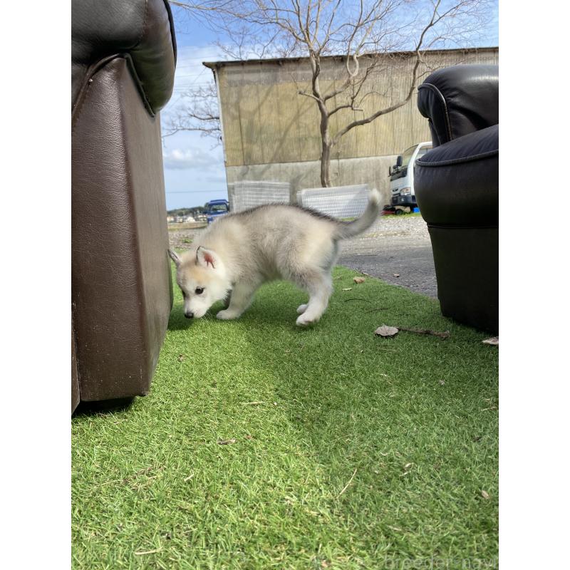 販売中の静岡県のシベリアンハスキー-446005の5枚目