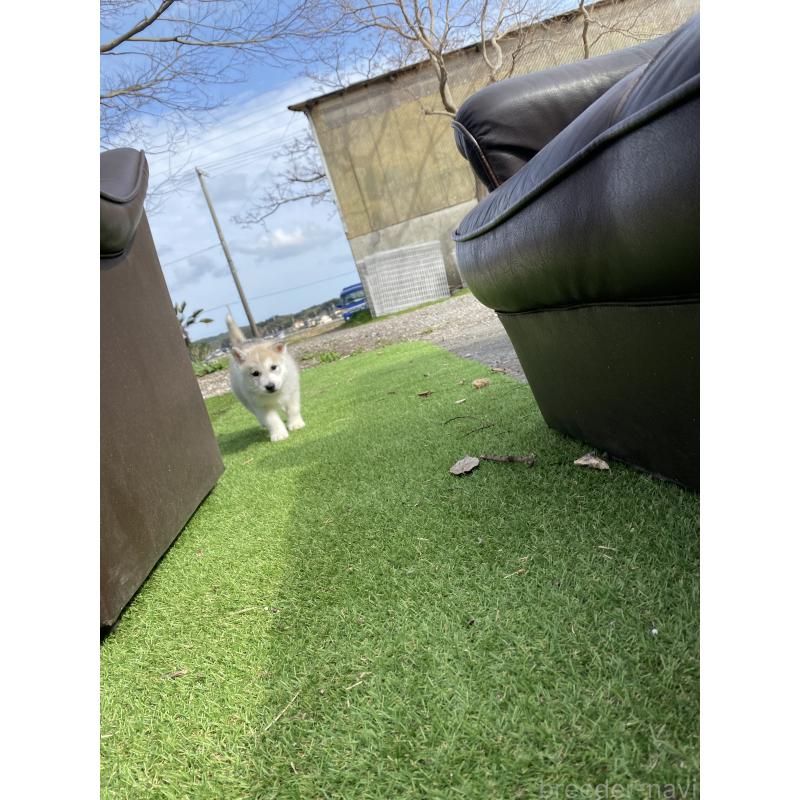 販売中の静岡県のシベリアンハスキー-446005の4枚目