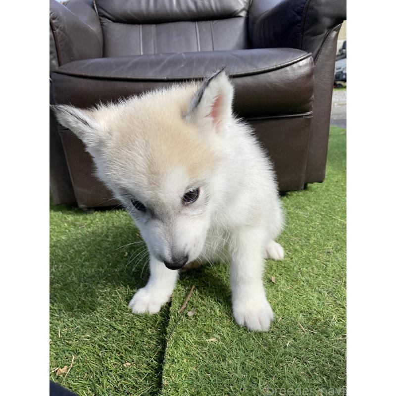 販売中の静岡県のシベリアンハスキー-446005の2枚目