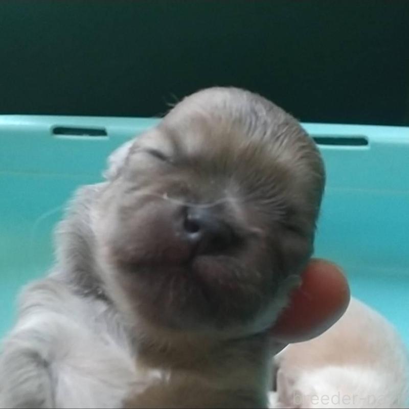 販売中の愛知県のチワワ(ロングコート)-448866